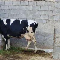 گاو هلشتاین