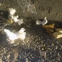 کبوتر|پرنده|گله دار, |دیوار