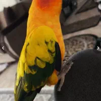 طوطی خورشیدی نر کاملا دستی با تمام وسایل