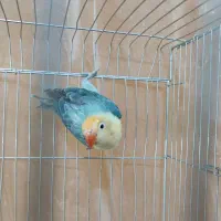 طوطی برزیلی پاربلو اپلاین|پرنده|شیراز, شهرک گلستان|دیوار