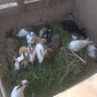 خرگوش|موش و خرگوش|تاکستان, |دیوار