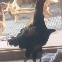 تخم لاری