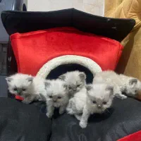 گربه|گربه|بجنورد, |دیوار