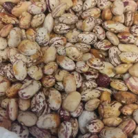 لوبیا چیتی پاک شده برا امسال