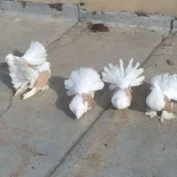 کبوتر چطری آمریکایی