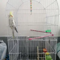 عروس هلندی نر با قفس