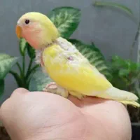 جوجه طوطی برزیلی|پرنده|تهران, کیانشهر|دیوار