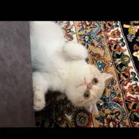 گربه ماده فلح