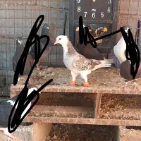 ساعت هوشمند و کفتر شازده و ساده زرد