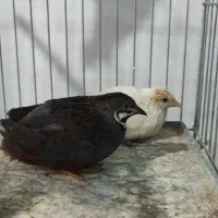 پرندگان زینتی