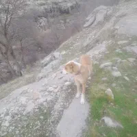 سگ دزدیده شده