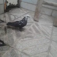 کفتر پرشی کله ماسی