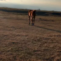 اسب ماده|اسب و تجهیزات اسب‌سواری|مشگین شهر, |دیوار