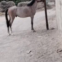 کره اسب