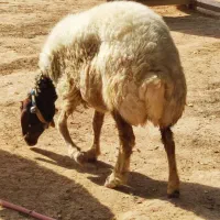 گوسفند چاق قصابی|حیوانات مزرعه|شوش, |دیوار