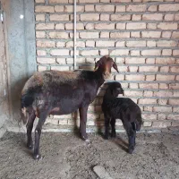 گوسفند بز بزغاله چاتمه