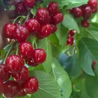 نهال گیلاس اشنویه باکیفیت