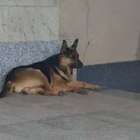 سگ ژرمن ماده