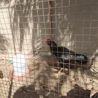 مرغ و خروس نسل دار|حیوانات مزرعه|سراوان, |دیوار