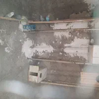 مرغ عشق|پرنده|هامون, |دیوار