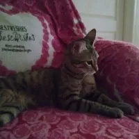 واگذاری گربه