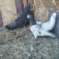 کفتر پرشی وصید جفتگاه|پرنده|مشهد, کوشش|دیوار