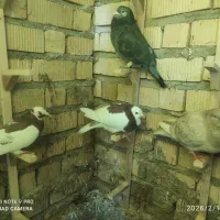 کبوتر سربری|پرنده|شیراز, کوشک میدان|دیوار