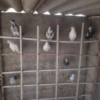 کفتر
