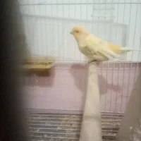 قناری ماده