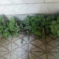 گل قاشقی|گل و گیاه طبیعی|بروجرد, |دیوار