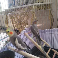 عروس هلندی