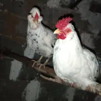 مرغ و خروس گلین چهل تاج|حیوانات مزرعه|خان ببین, |دیوار