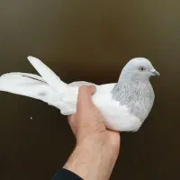 ماده درشت زینتی