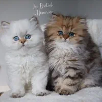 گربه اسکاتیش / بریتیش رنگ خاص..|گربه|تهران, تهرانسر شرقی|دیوار