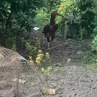 فروش مرغ لاری و خروس لاری بالغ اصیل