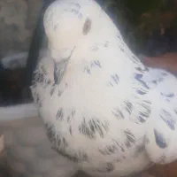 کفتر گرفتنی