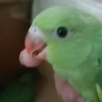 دوجفت طوطی ملنگو|پرنده|اهواز, کوروش|دیوار