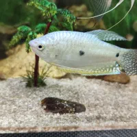 دو عدد ماهی گورامی و کت خرگوشی|ماهی|خورموج, |دیوار