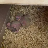 عروس هلندی مولد با قفس|پرنده|شاهینشهر, عطار|دیوار