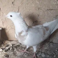 سه تا کبوتر|پرنده|آشخانه, |دیوار