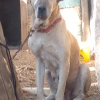 سگ ماده سرابی درشت|سگ|الوند, |دیوار