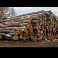 هرس وخرید چوب|خدمات باغبانی و درختکاری|بروجرد, |دیوار