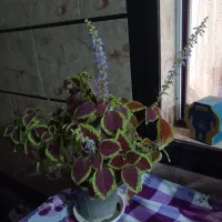 یک عددگل و گلدونش|گل و گیاه طبیعی|زرگرشهر, |دیوار