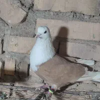 سه تا نر عتیقه زرد و سیاه سررسفیدوسر زرد پریده