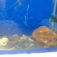 فایتر با اکواریوم