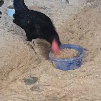 مرغ و خروس مینیاتوری|حیوانات مزرعه|ماهدشت, |دیوار