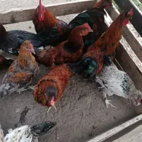 بار جدید رسید