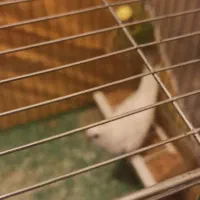 مرغ عشق مولد با جوجه|پرنده|شاهینشهر, خانه کارگر|دیوار