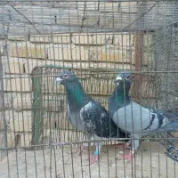 کفتر پلاکی|پرنده|نهاوند, |دیوار