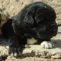 توله قدرجونی محمدشهر